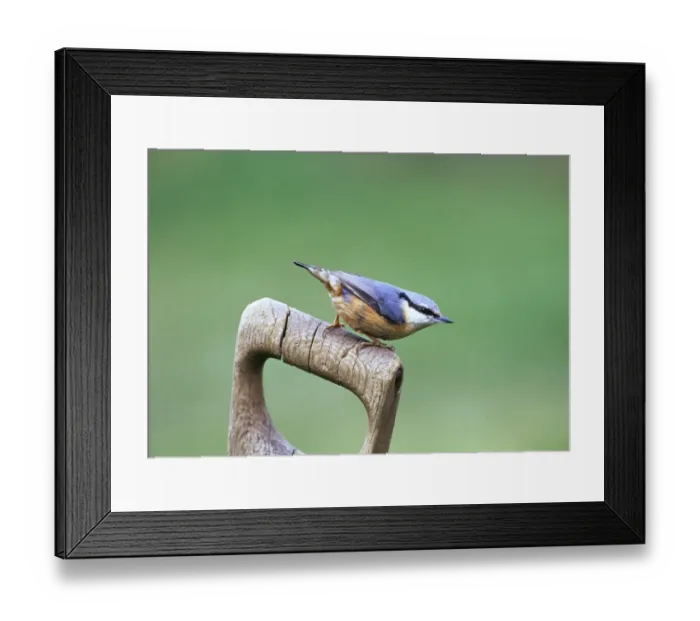 Framed Print : Nuthatch, sitta europea, on garden fork handle, Kent, UK Framed Print : Nuthatch, sitta europea, on garden fork handle, Kent, UK