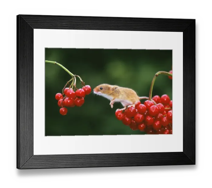 Framed Print : Harvest Mouse, Micromys minutus, on Guelder Rose, autumn, UK Framed Print : Harvest Mouse, Micromys minutus, on Guelder Rose, autumn, UK