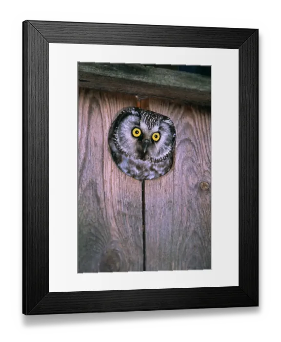 Framed Print : Tengmalms Owl, Aegolius funereus, peering from nest box, Finland, summer Framed Print : Tengmalms Owl, Aegolius funereus, peering from nest box, Finland, summer