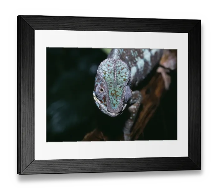 Framed Print : Panther Chameleon Framed Print : Panther Chameleon