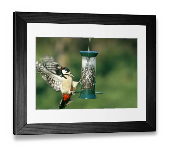 Framed Print : Great Spotted Woodpecker, Dendrocopos major, on seed feeder in garden, Kent, UK, winter Framed Print : Great Spotted Woodpecker, Dendrocopos major, on seed feeder in garden, Kent, UK, winter