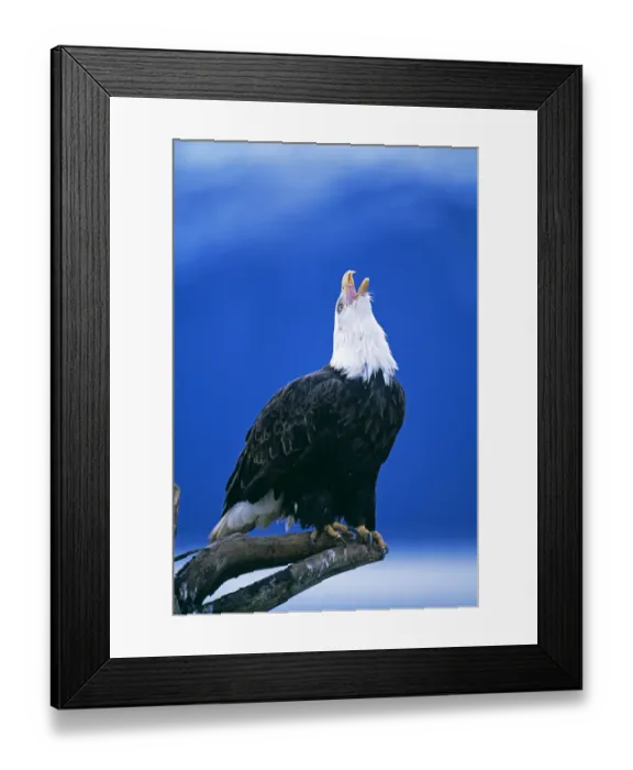 Framed Print : Bald Eagle, Haliaeetus leucocephalus calling, Alaska, USA Framed Print : Bald Eagle, Haliaeetus leucocephalus calling, Alaska, USA