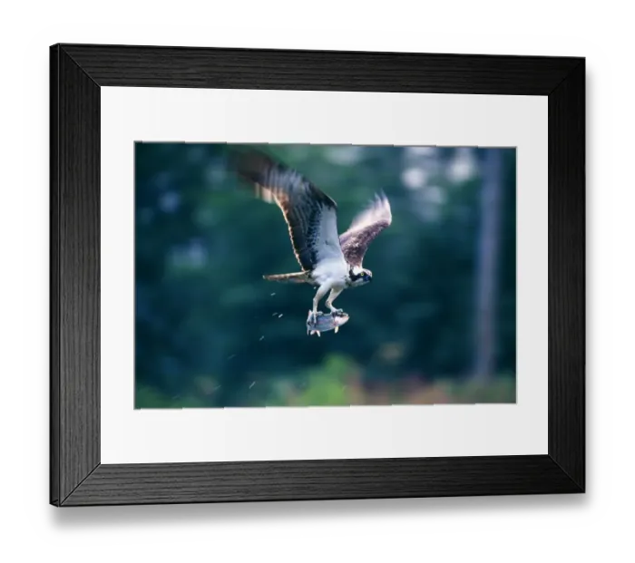 Framed Print : Osprey, Pandion haliaeetus, with a trout, Speyside, Scotland, summer Framed Print : Osprey, Pandion haliaeetus, with a trout, Speyside, Scotland, summer