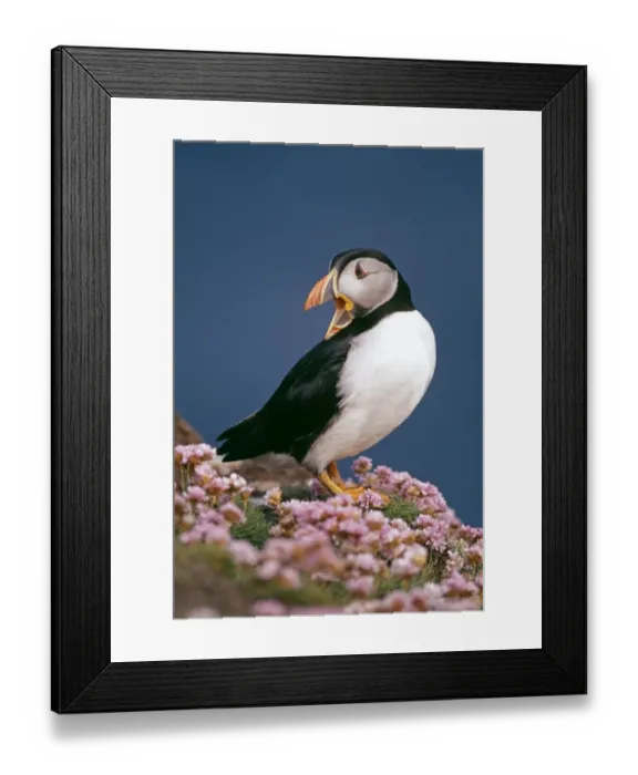 Framed Print : Puffin, Fratercula arctica, amongst thrift (sea pinks), Shetland, Scotland, June Framed Print : Puffin, Fratercula arctica, amongst thrift (sea pinks), Shetland, Scotland, June