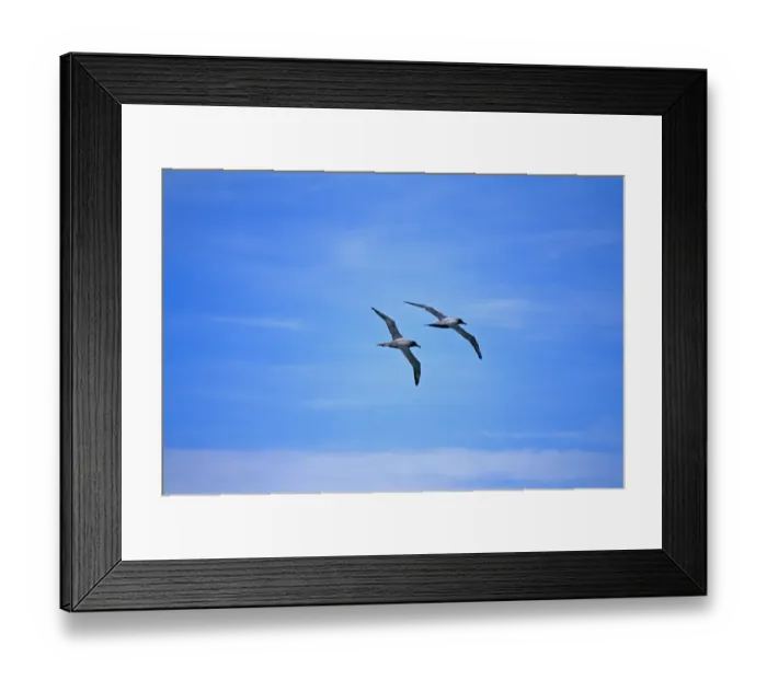 Framed Print : Light-mantled Sooty Albatross, Phoebetria palpebrata, pair flying in formation in courtship ritual