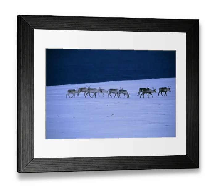 Framed Print : Reindeer, Rangifer tarandus, walking across the frozen tundra, Arctic Norway, winter Framed Print : Reindeer, Rangifer tarandus, walking across the frozen tundra, Arctic Norway, winter