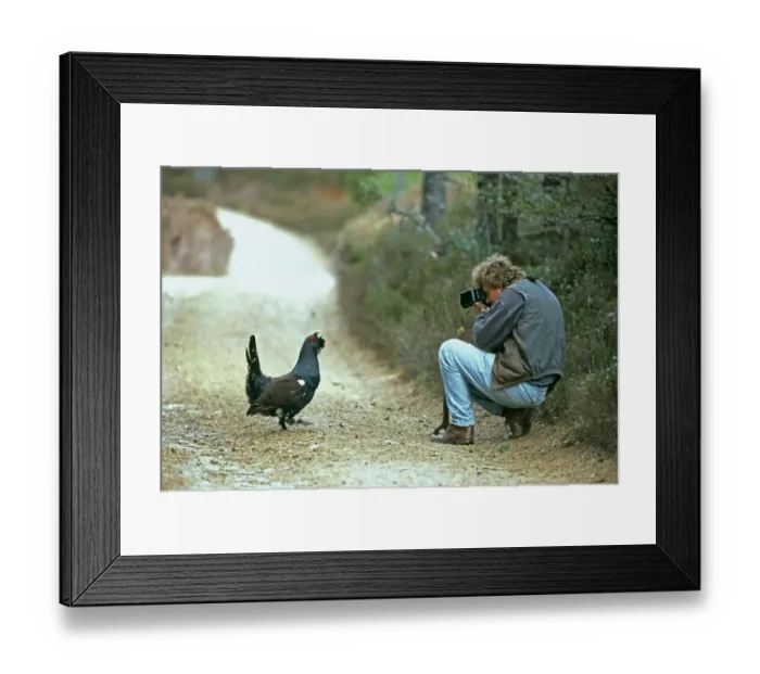 Framed Print : Capercailie, rogue male displaying to photographer, Abernethy, Strathspey, Scotland Framed Print : Capercailie, rogue male displaying to photographer, Abernethy, Strathspey, Scotland