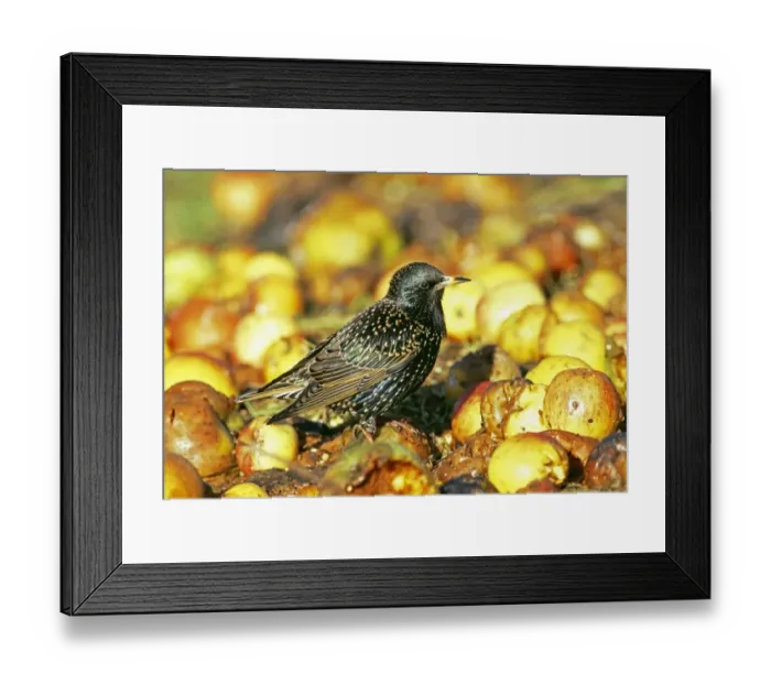 Framed Print : Starling, Sturnus vulagaris, feasting on fallen apples in orchard, Kent, UK Framed Print : Starling, Sturnus vulagaris, feasting on fallen apples in orchard, Kent, UK