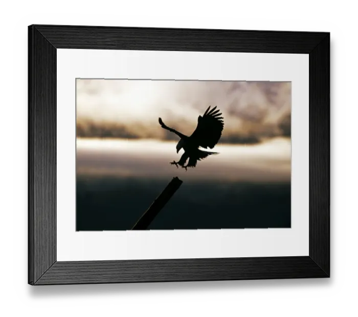 Framed Print : Bald Eagle, Haliaeetus leucocephalus coming in to land, Kenai, Alaska, USA Framed Print : Bald Eagle, Haliaeetus leucocephalus coming in to land, Kenai, Alaska, USA
