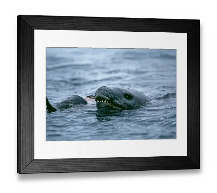 Framed Print : Leopard Seal, Hydruga leptonyx, feeding on Adelie Penguin, Paulet Island, Weddell Sea Framed Print : Leopard Seal, Hydruga leptonyx, feeding on Adelie Penguin, Paulet Island, Weddell Sea