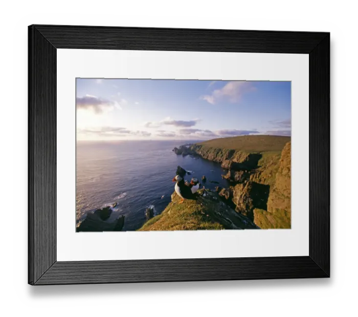 Framed Print : Puffins, Fratercula artica, on cliff top in late evening, Hermaness National Nature Reserve Framed Print : Puffins, Fratercula artica, on cliff top in late evening, Hermaness National Nature Reserve
