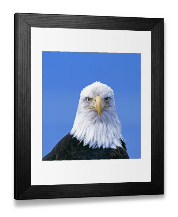 Framed Print : Bald Eagle, Haliaeetus leucocephalus, Kenai, Alaska, USA Framed Print : Bald Eagle, Haliaeetus leucocephalus, Kenai, Alaska, USA