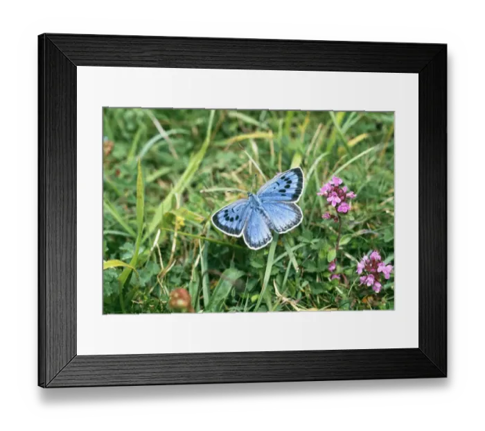 Framed Print : Large Blue Butterfly, female, part of re-introduced population, Somerset, UK, July Framed Print : Large Blue Butterfly, female, part of re-introduced population, Somerset, UK, July