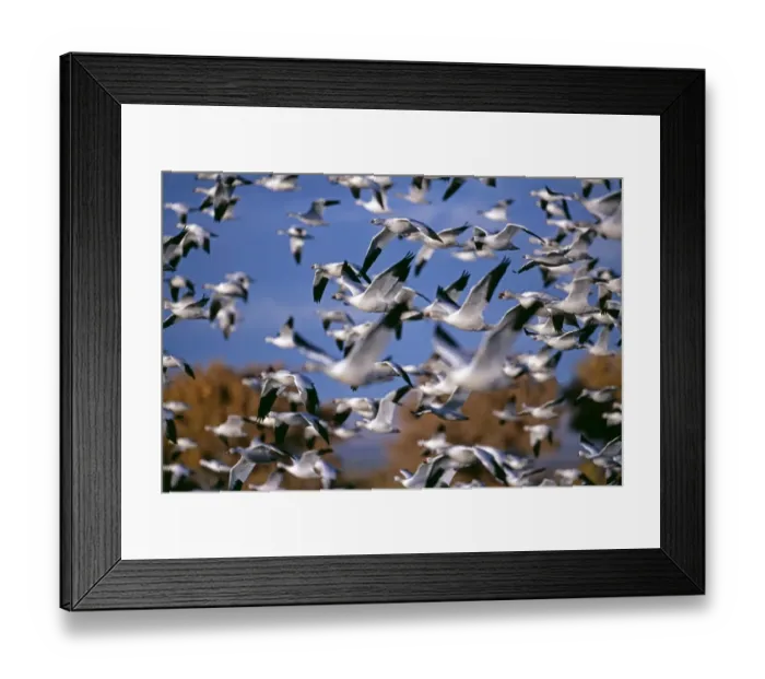 Framed Print : Snow (Anser caerulescens) and Rosss Geese, large flock, at Bosque Del Apache, New Mexico Framed Print : Snow (Anser caerulescens) and Rosss Geese, large flock, at Bosque Del Apache, New Mexico