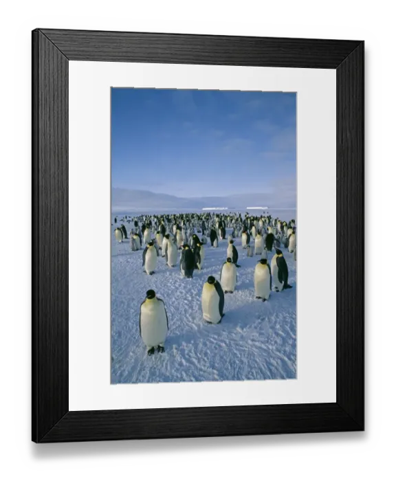 Framed Print : Emperor Penguin, Aptenodytes forsteri, colony, Dawson Lambton Glacier, Weddell Sea
