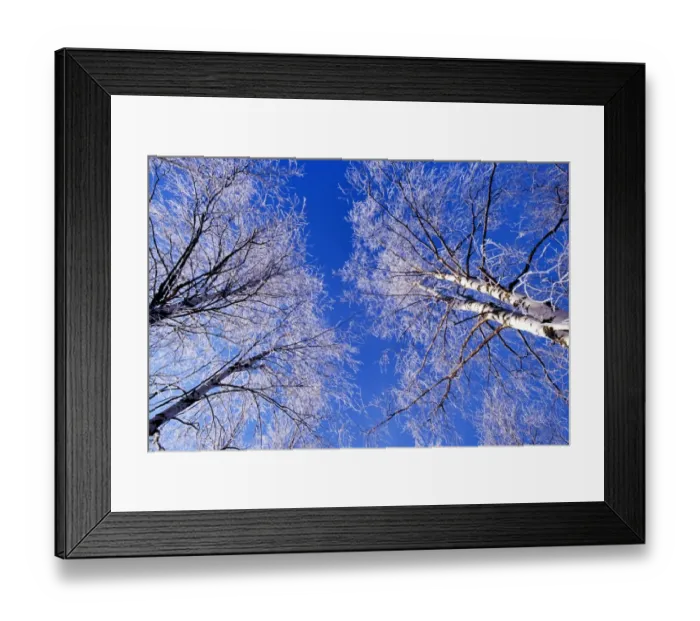 Framed Print : Hoar frost on birch trees, Strathspey, Scotland, winter Framed Print : Hoar frost on birch trees, Strathspey, Scotland, winter