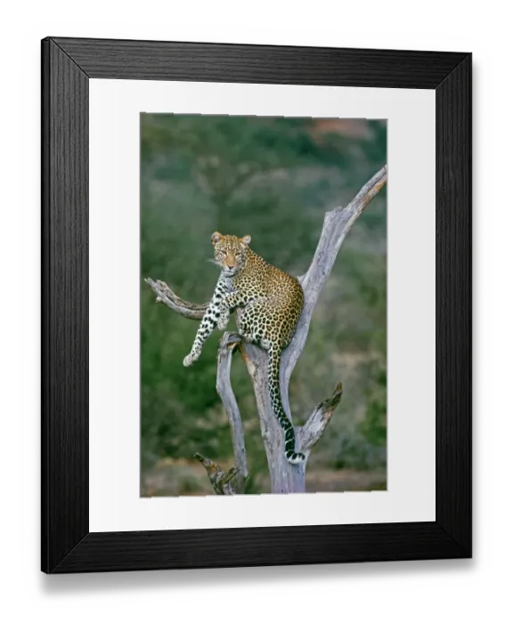 Framed Print : Leopard, resting in tree, Samburu, Kenya Framed Print : Leopard, resting in tree, Samburu, Kenya