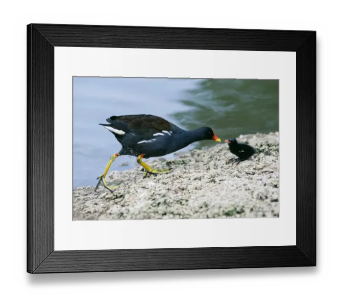 Framed Print : Moorhen, Gallinula chloropus, feeding chick, Slimbridge, Glos, UK, spring Framed Print : Moorhen, Gallinula chloropus, feeding chick, Slimbridge, Glos, UK, spring
