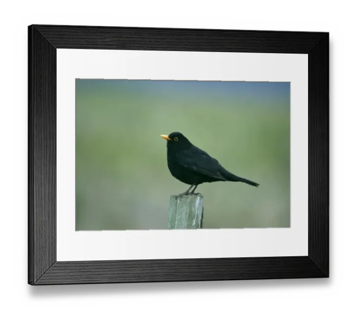 Framed Print : Blackbird, Turdus merula, male, Kent, UK Framed Print : Blackbird, Turdus merula, male, Kent, UK