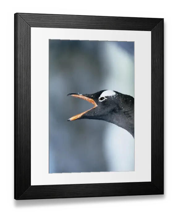 Framed Print : Gentoo Penguin, Pygoscelis papua, calling, Port Lockroy, Antarctica Framed Print : Gentoo Penguin, Pygoscelis papua, calling, Port Lockroy, Antarctica