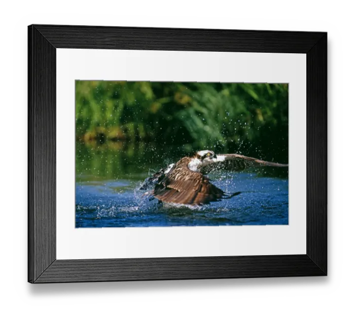 Framed Print : Osprey, Pandion haliaeetus, exploding out of water with a trout, Finland, summer Framed Print : Osprey, Pandion haliaeetus, exploding out of water with a trout, Finland, summer