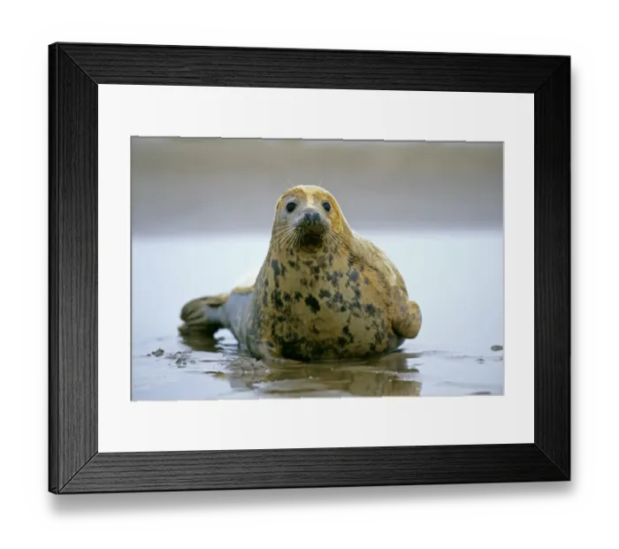 Framed Print : Common Seal, Phoca vitulina, Lincolnshire, UK, winter Framed Print : Common Seal, Phoca vitulina, Lincolnshire, UK, winter