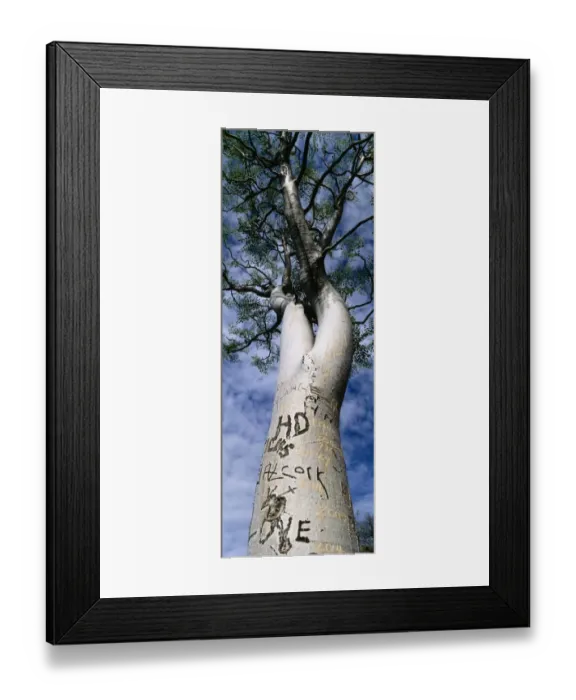 Framed Print : Vandalised Moringa tree, Etosha, Namibia Framed Print : Vandalised Moringa tree, Etosha, Namibia