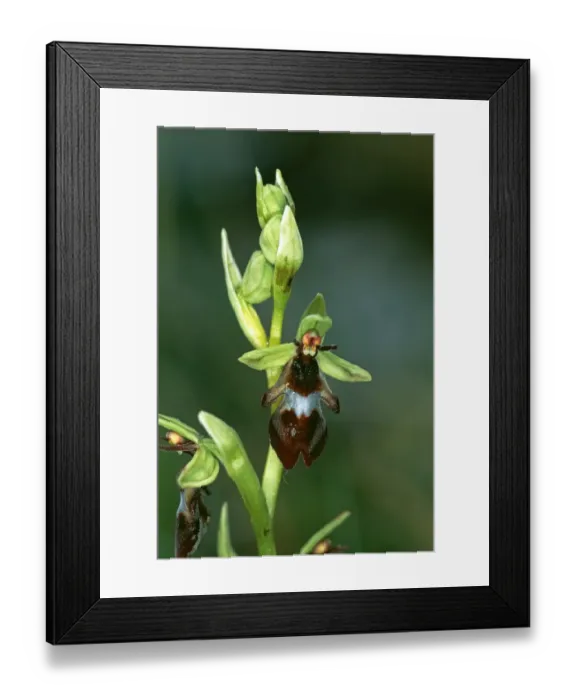 Framed Print : Fly Orchid, The Burren, Ireland, summer Framed Print : Fly Orchid, The Burren, Ireland, summer