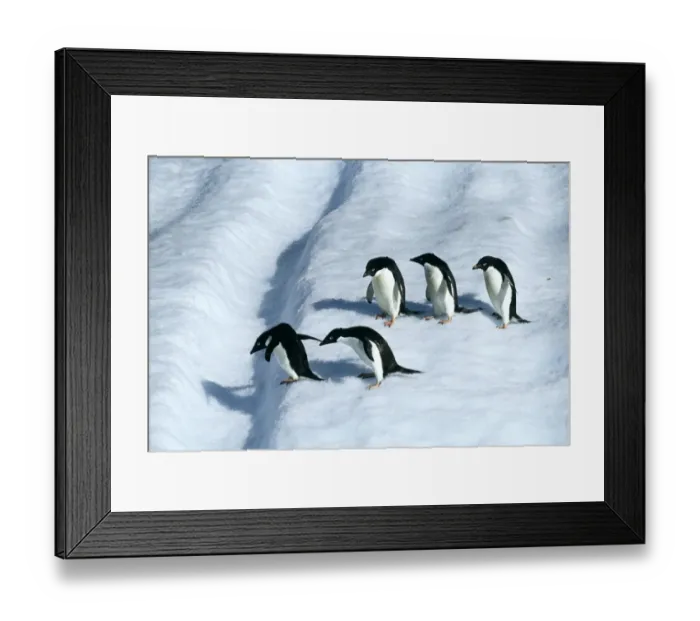 Framed Print : Adelie Penguin, Pygoscelis adeliae, adults on iceberg off Paulet Island, Weddell Sea Framed Print : Adelie Penguin, Pygoscelis adeliae, adults on iceberg off Paulet Island, Weddell Sea