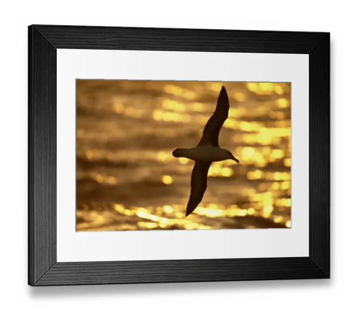 Framed Print : Black-browed Albatross, Thalassarche melanophrys, adult, Southern Ocean, Antarctica Framed Print : Black-browed Albatross, Thalassarche melanophrys, adult, Southern Ocean, Antarctica