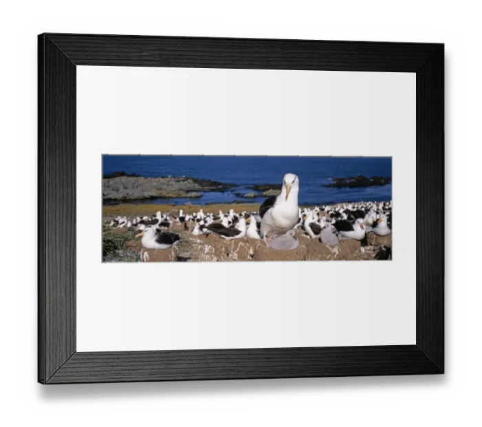 Framed Print : Black-browed Albatross, Thalassarche melanophrys, colony on Steeple Jason Island Framed Print : Black-browed Albatross, Thalassarche melanophrys, colony on Steeple Jason Island