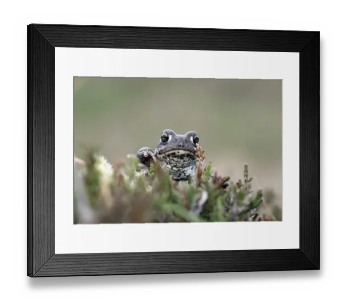 Framed Print : Natterjack Toad on heath UK summer Framed Print : Natterjack Toad on heath UK summer