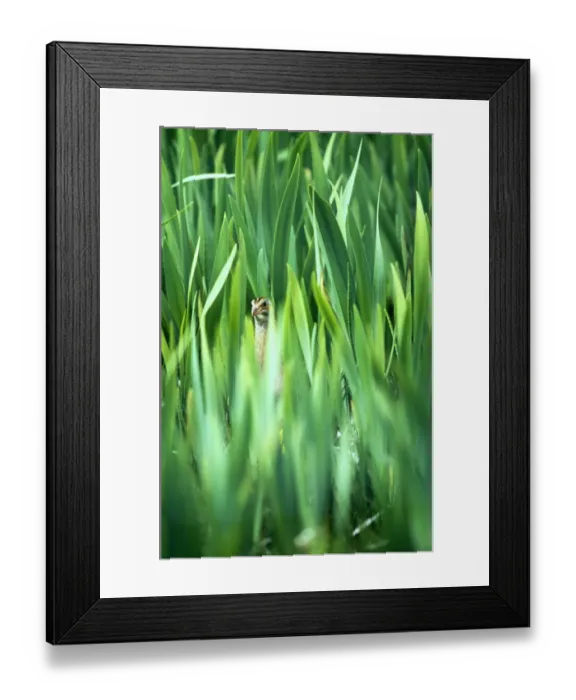 Framed Print : Corncrake, Crex crex, peering through Iris bed, North Uist, Outer Hebrides, Scotland, May