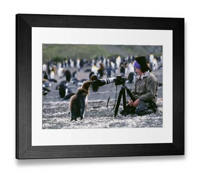 Framed Print : King Penguin, Aptenodytes patagonicus, chick looking at tourist, on beach, Gold Harbour
