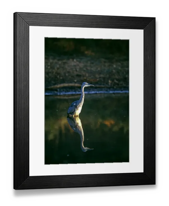 Framed Print : Grey Heron, Ardea cinerea, hunting in shallow pond, UK, autumn Framed Print : Grey Heron, Ardea cinerea, hunting in shallow pond, UK, autumn