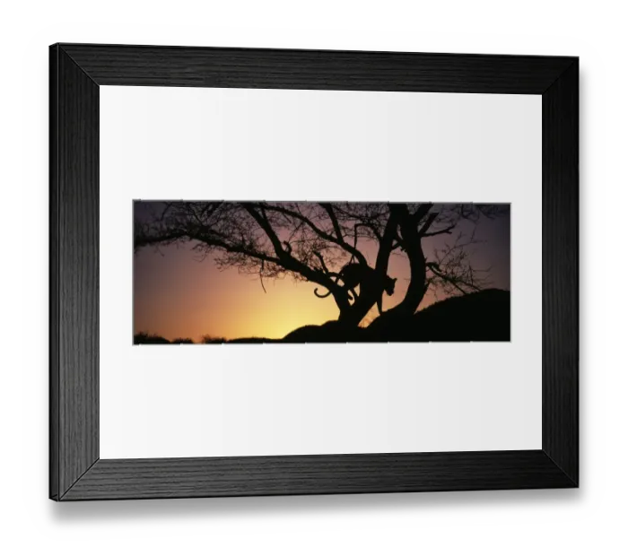 Framed Print : Leopard in tree at dusk, S. Africa Framed Print : Leopard in tree at dusk, S. Africa