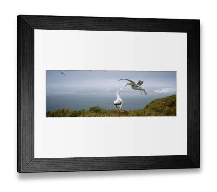 Framed Print : Wandering Albatross, Diomedia exulans, pair, Albatross Island, Bay of Isles, South Georgia
