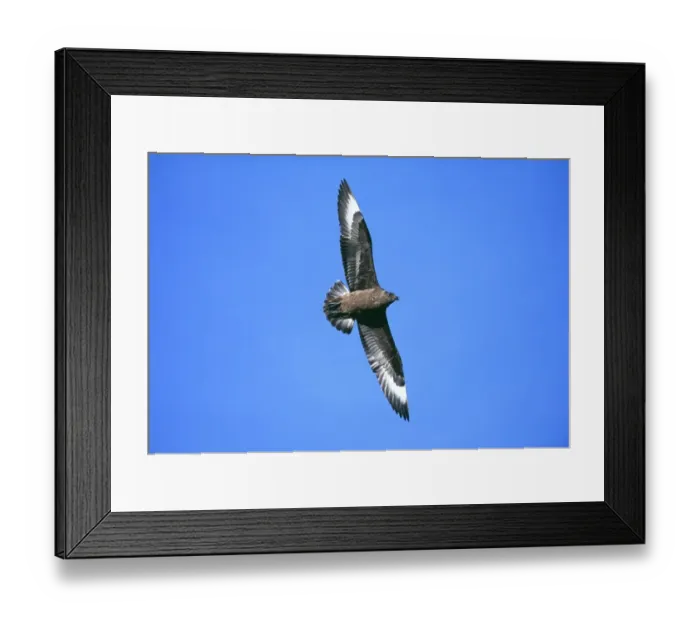 Framed Print : Great Skua, Stercorarius skua, Hermaness NNR, Unst, Shetland, Scotland, summer Framed Print : Great Skua, Stercorarius skua, Hermaness NNR, Unst, Shetland, Scotland, summer