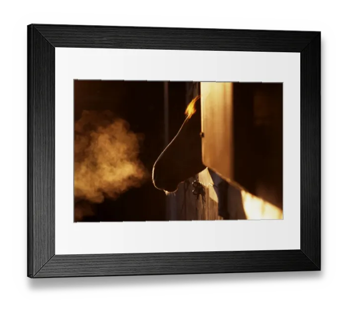 Framed Print : Horse looking out of stable on cold winters afternoon, UK Framed Print : Horse looking out of stable on cold winters afternoon, UK