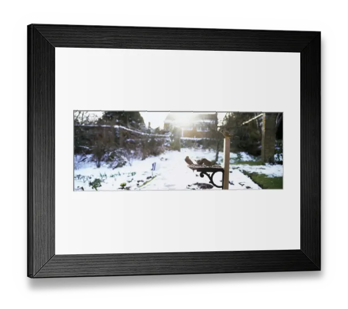 Framed Print : Greenfinches, Carduelis chloris, feeding on bird table in winter, Kent, UK