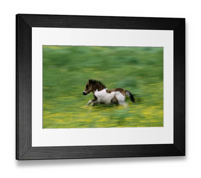 Framed Print : Shetland Pony, Unst, Shetland, Scotland, UK Framed Print : Shetland Pony, Unst, Shetland, Scotland, UK