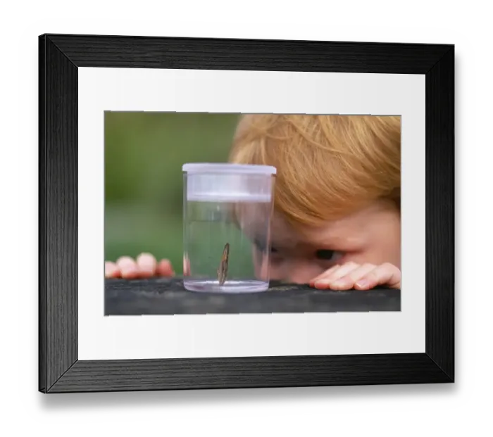 Framed Print : young boy looking at butterfly, Kent, UK, summer Framed Print : young boy looking at butterfly, Kent, UK, summer