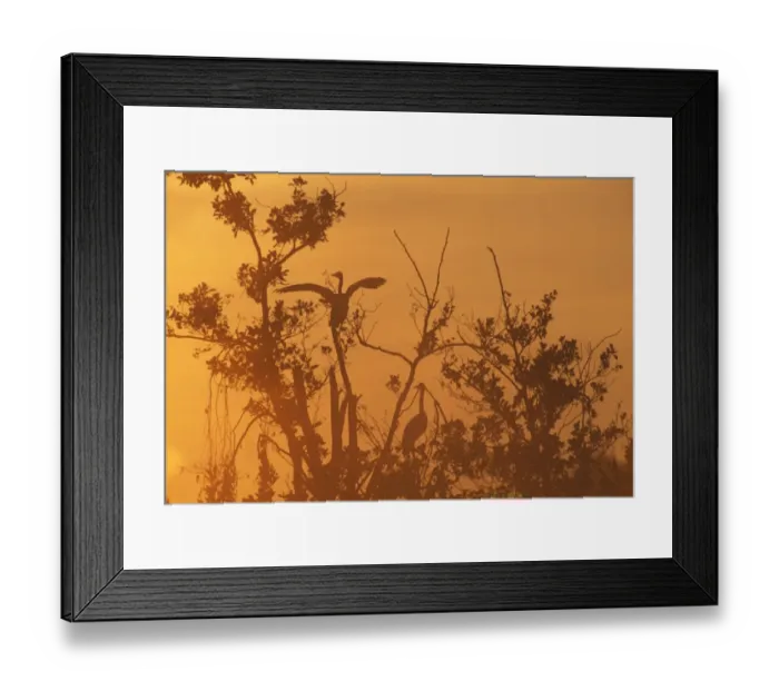 Framed Print : Grey Herons, Ardea cinerea at dawn, London, UK, autumn Framed Print : Grey Herons, Ardea cinerea at dawn, London, UK, autumn