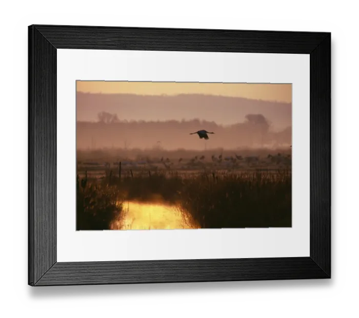 Framed Print : Common Crane, Grus grus, dawn, Hornsborga, Sweden, spring Framed Print : Common Crane, Grus grus, dawn, Hornsborga, Sweden, spring