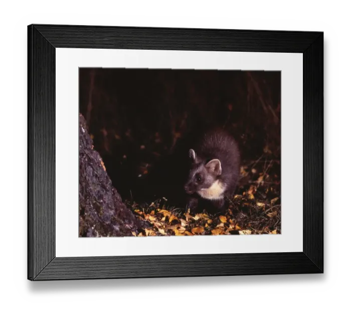 Framed Print : Pine Marten, Martes martes, Speyside Scotland, October Framed Print : Pine Marten, Martes martes, Speyside Scotland, October