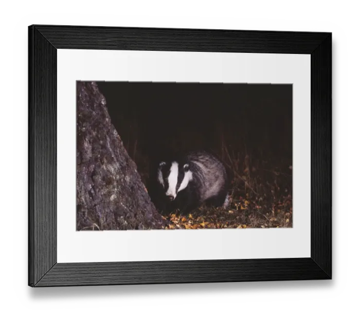 Framed Print : Badger, Meles meles, Scotland, October, young female Framed Print : Badger, Meles meles, Scotland, October, young female
