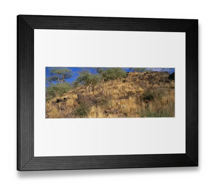 Framed Print : Leopard, S. Africa Framed Print : Leopard, S. Africa