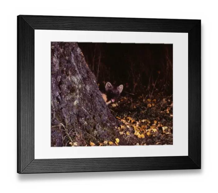 Framed Print : Pine Marten, Martes martes, Speyside Scotland, October Framed Print : Pine Marten, Martes martes, Speyside Scotland, October