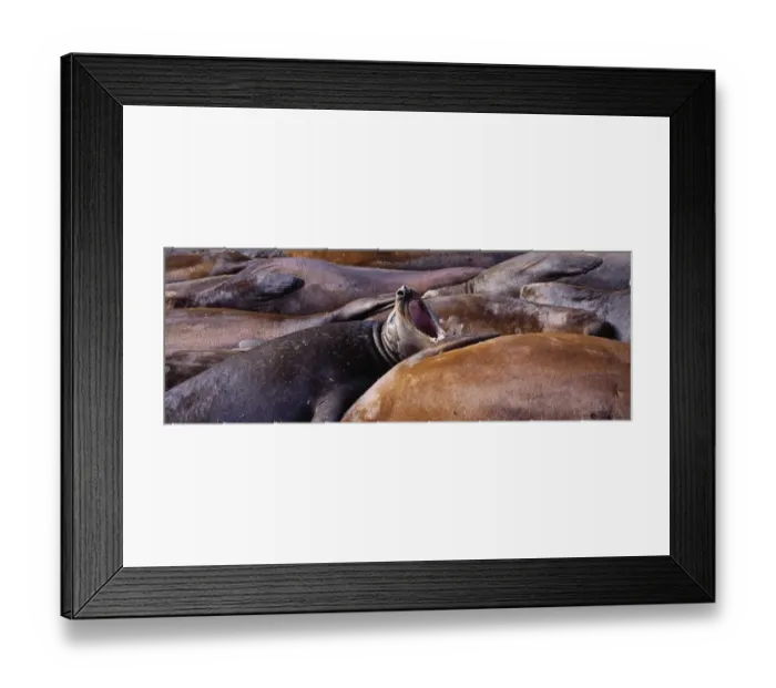 Framed Print : Southern Elephant Seals, Mirounga leonina, in wallow, Hannah Point, Livingston Island Framed Print : Southern Elephant Seals, Mirounga leonina, in wallow, Hannah Point, Livingston Island