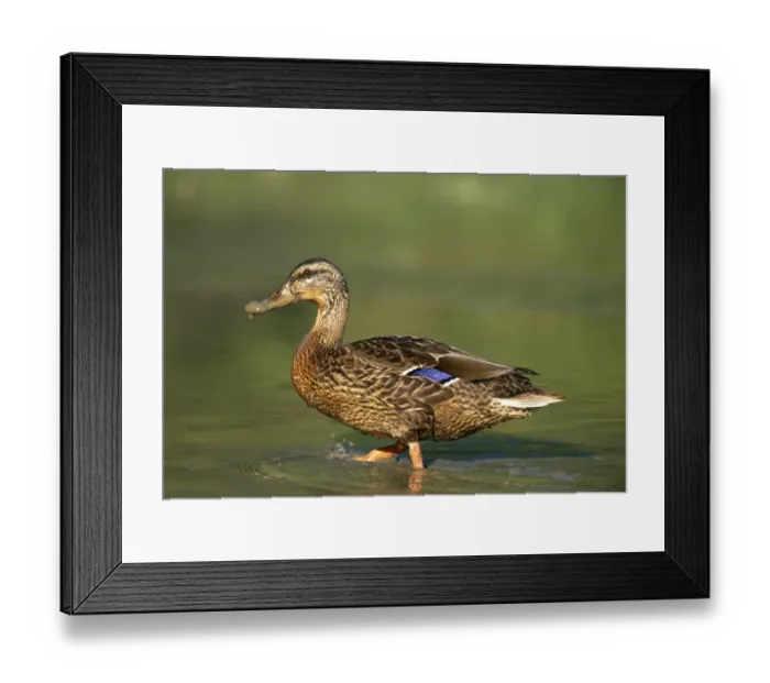 Framed Print : Mallard, Anas platyrhynchos, female, Kent, autumn Framed Print : Mallard, Anas platyrhynchos, female, Kent, autumn